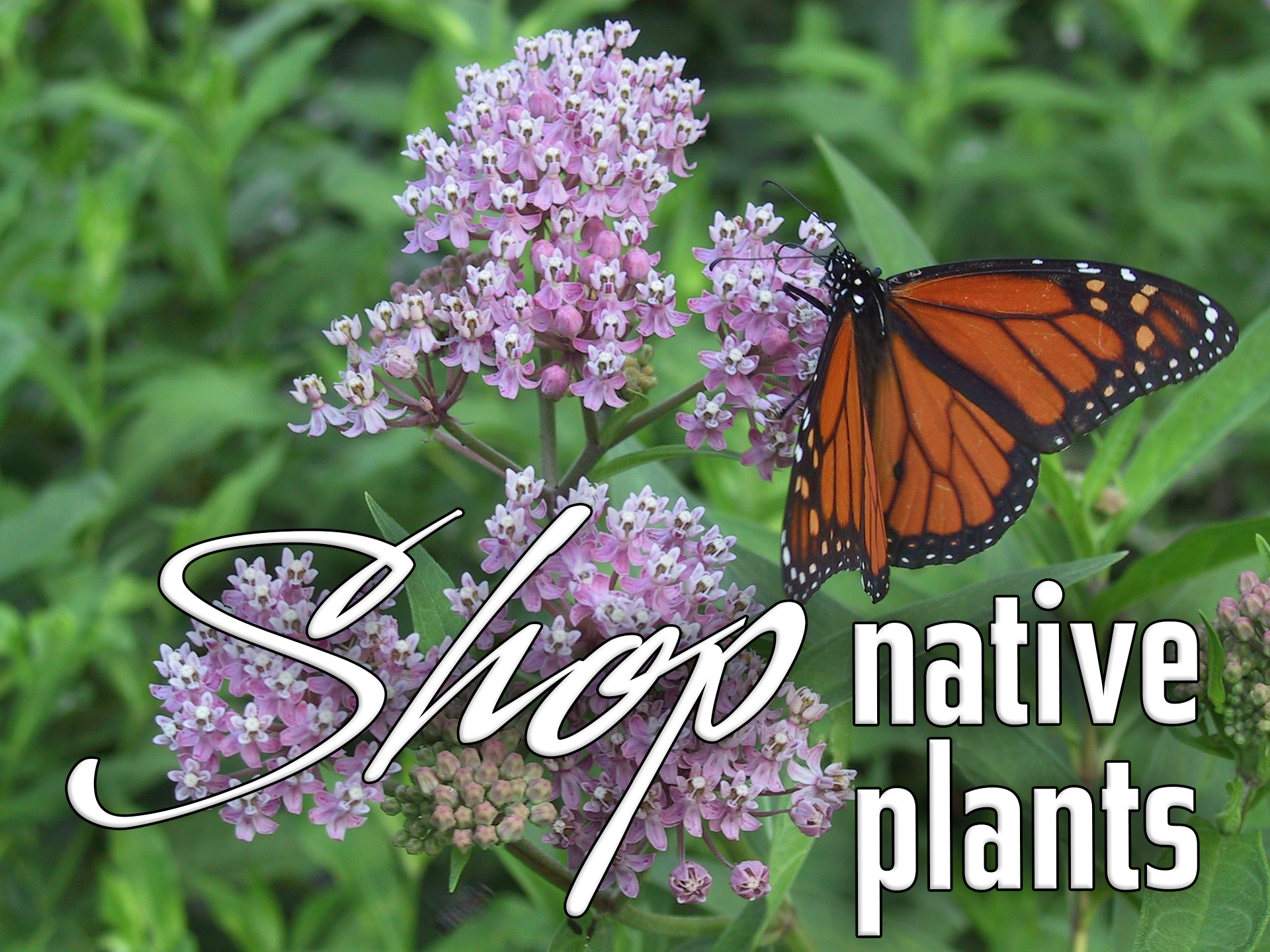 monarch milkweed native plant